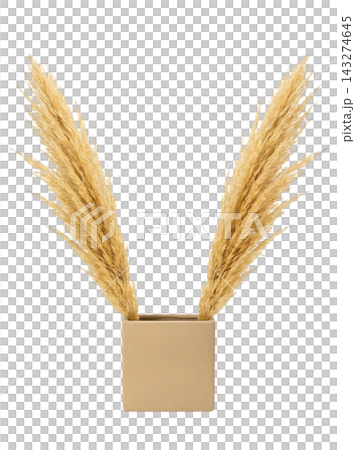 Minimalist Tall Vase with Eucalyptus and Pampas Grass Isolated Minimalist Tall Vase with Eucalyptus and Pampas Grass Isolated 143274645