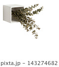 Directional Eucalyptus and Pampas Botanical Accent Isolated 143274682