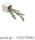 Directional Eucalyptus and Pampas Botanical Accent Isolated 143274683