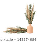 Directional Eucalyptus and Pampas Botanical Accent Isolated 143274684