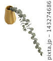 Directional Eucalyptus and Pampas Botanical Accent Isolated 143274686