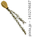 Directional Eucalyptus and Pampas Botanical Accent Isolated 143274687