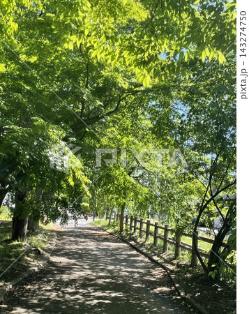 日中線、木漏れ日が差し込む新緑の桜並木 日中線、木漏れ日が差し込む新緑の桜並木 143274750