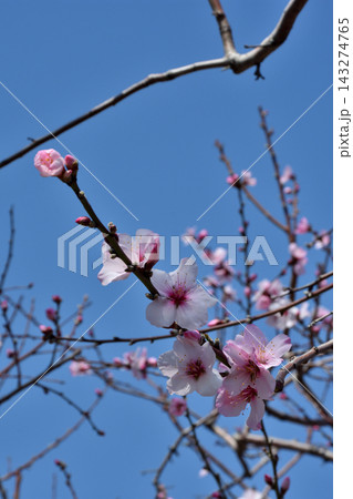 アーモンドの花 アーモンドの花 143274765