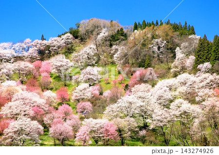 小川村・二反田の桜 小川村・二反田の桜 143274926