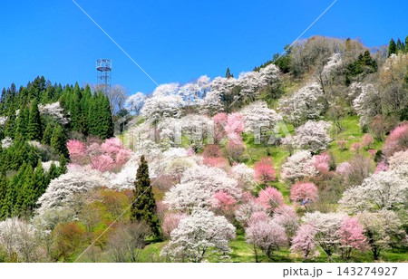 小川村・二反田の桜 小川村・二反田の桜 143274927