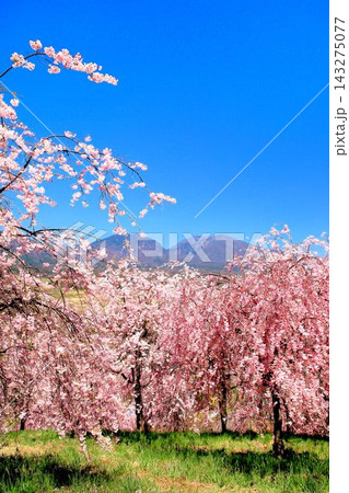 小諸・飯綱山公園の桜 143275077