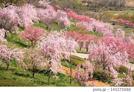 小諸・飯綱山公園の桜 小諸・飯綱山公園の桜 143275088