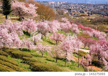 小諸・飯綱山公園の桜 小諸・飯綱山公園の桜 143275093