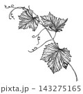Grapevine branch with leaves and clusters of grapes decorative vector black and white grapevine decoration ornament botanical decorative illustration isolated stylized. 143275165