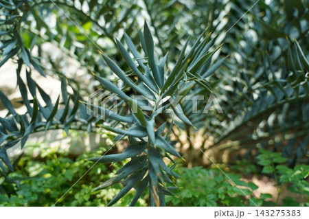 Eastern Cape Blue Cycad Striking Plant Foliage 143275383