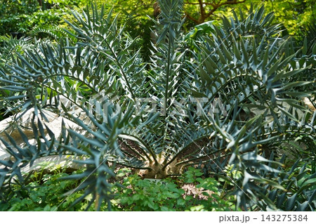 Striking Blue Spiny Cycad Plant in a Vibrant Green Garden 143275384