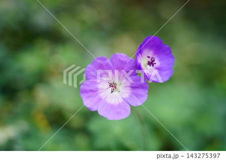 Vibrant Purple Geranium Flowers in Soft Green Garden Vibrant Purple Geranium Flowers in Soft Green Garden 143275397
