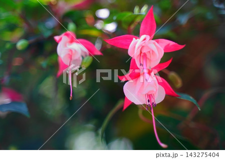 Vibrant Pink and White Fuchsia Flowers Blooming in Garden 143275404