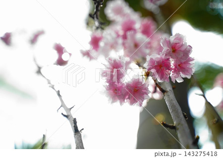 Delicate Pink Sakura Flowers Blooming on Branch 143275418