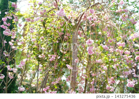 Beautiful Weeping Cherry Tree Blossoms in Spring Sunlight 143275436
