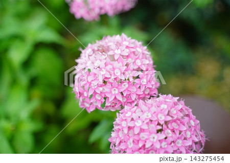 Vibrant Pink Pentas Flowers Blooming in a Lush Garden Vibrant Pink Pentas Flowers Blooming in a Lush Garden 143275454