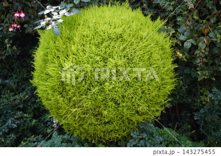Vibrant green Hinoki cypress shrub in a garden Vibrant green Hinoki cypress shrub in a garden 143275455