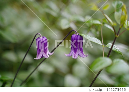 Vibrant Purple Bell Clematis Flowers in Lush Garden Vibrant Purple Bell Clematis Flowers in Lush Garden 143275456