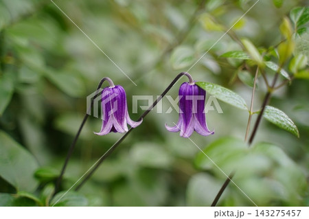 Two vibrant purple bell shaped clematis flowers in a garden Two vibrant purple bell shaped clematis flowers in a garden 143275457