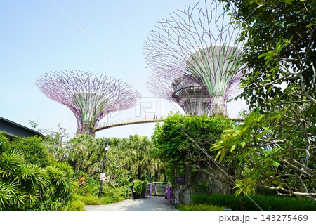Iconic Supertree Grove at Gardens by the Bay Singapore 143275469
