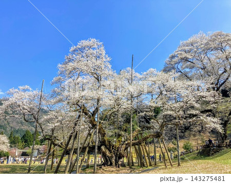 青空の下に咲く根尾谷淡墨桜 日本三大桜のひとつ 青空の下に咲く根尾谷淡墨桜 日本三大桜のひとつ 143275481