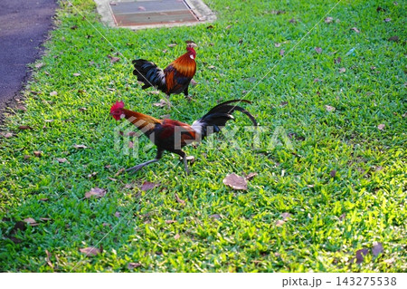 Colorful Roosters Roaming Freely on Green Grass 143275538