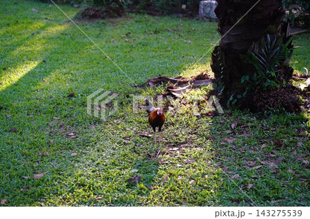 Rooster in Sunny Green Grass Field Tropical Nature 143275539
