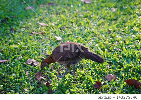 Brown Gallus Gallus Hen Walking on Lush Green Lawn Brown Gallus Gallus Hen Walking on Lush Green Lawn 143275540