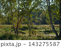 Birch trunks beside a pond in autumn sunlight 143275587