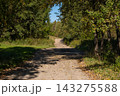 Shaded country lane beneath an arch of trees 143275588