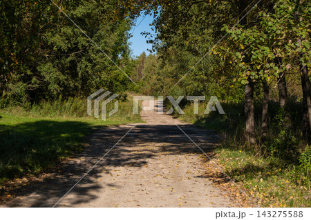 Shaded country lane beneath an arch of trees 143275588