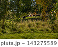 Cattle grazing in a leafy shaded pasture 143275589