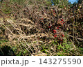 Red berries among dry branches and grass seed heads 143275590