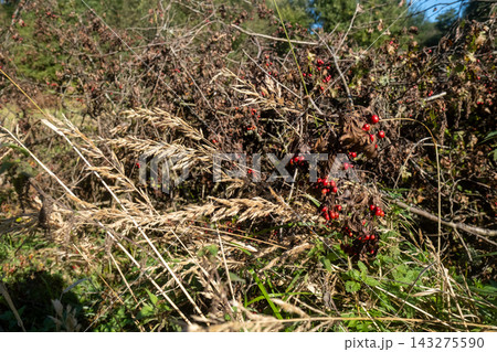 Red berries among dry branches and grass seed heads Red berries among dry branches and grass seed heads 143275590