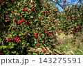 Clusters of red berries on leafy sunlit branches 143275591