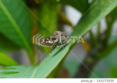 Brown Butterfly on Green Leaf Macro Nature Image Brown Butterfly on Green Leaf Macro Nature Image 143275830