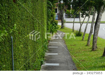 Green Wall and Trees Along a Pathway Serene Landscape Green Wall and Trees Along a Pathway Serene Landscape 143275853