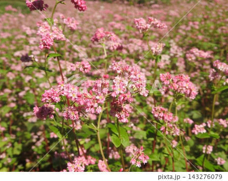 満開の赤そばの花 143276079