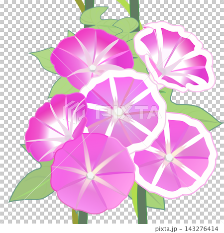 牽牛花的插圖 143276414