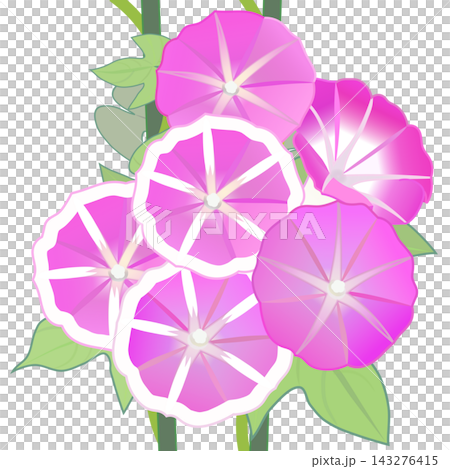牽牛花的插圖 牽牛花的插圖 143276415