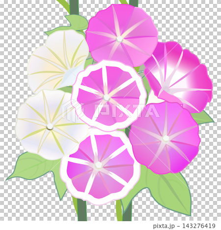 アサガオのイラスト 143276419