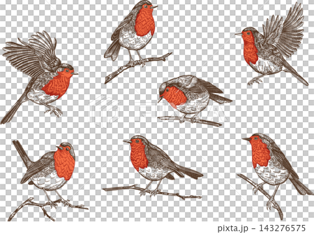 Set of vintage European robin birds in different poses - flying, perched on branches. Hand-drawn engraving style illustrations isolated on transparent background. Perfect for Christmas and winter Set of vintage European robin birds in different poses - flying, perched on branches. Hand-drawn engraving style illustrations isolated on transparent background. Perfect for Christmas and winter 143276575