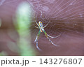 【#生き物】クモの巣にたたずむ蜘蛛のマクロ写真 143276807
