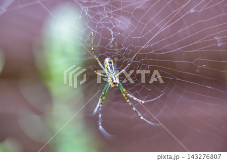 【#生き物】クモの巣にたたずむ蜘蛛のマクロ写真 【#生き物】クモの巣にたたずむ蜘蛛のマクロ写真 143276807