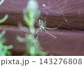 【#生き物】クモの巣にたたずむ蜘蛛のマクロ写真 143276808