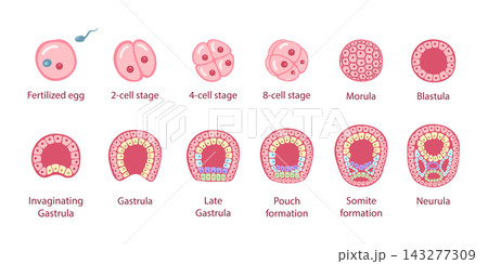Human embryonic development 143277309