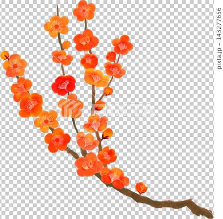 Watercolor illustration of red plum branches, brown tree, branch shape, Japanese style elements. 143277656