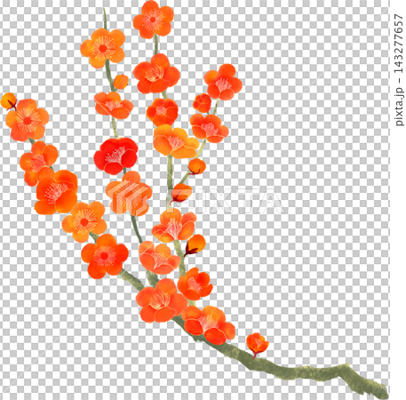 Watercolor illustration of a red plum branch; gray branch; Japanese-style plant element. Watercolor illustration of a red plum branch; gray branch; Japanese-style plant element. 143277657