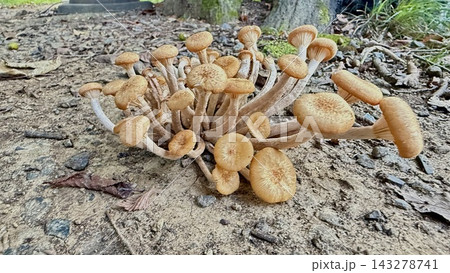 地面の土の上に放射状に広がり大群生する茶色のキノコ 143278741